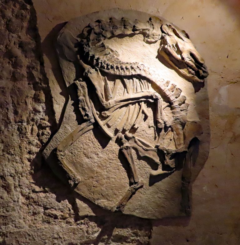 Palaeotherium magnum du musée de Mormoiron découverte géologique Ventoux Luberon 2023